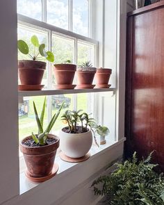 several potted plants are sitting on a window sill