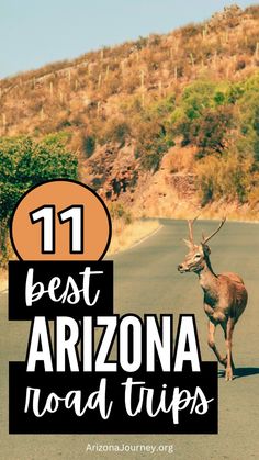 an antelope running down the road with text overlay that reads 11 best arizona road trips