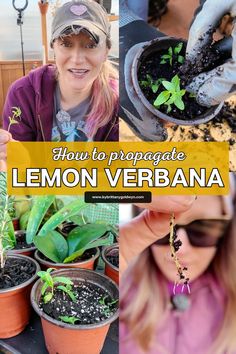 a collage of photos showing how to propagate lemon verdana plants