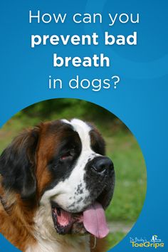 a dog with its tongue out and the words how can you prevent bad breath in dogs?