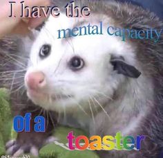 Raccoon Quotes, Mental Capacity, Gasai Yuno, Response Memes, Funny Raccoon