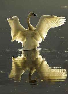 a white swan flaps its wings while swimming in the water with it's reflection