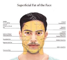 Male Facial Anatomy - Superficial Fat Pads of the Face - Daniel Premium, beautiful, clear and high quality illustration of Superficial Fat Pads of The Face for digital downloads. Ideal for use in salons and clinics to create a beautiful framed reference poster & decoration for a professional brand image. For use for student training manuals & teaching resources. High Resolution. For ease of use, the download has a transparent background & ready to print. Watermark will be removed on download. Di Cheek Fat, Botox Filler, Facial Anatomy, Face Anatomy, Poster Decoration, Poster Decorations, Aesthetic Medicine, Botox Fillers, Human Anatomy Art