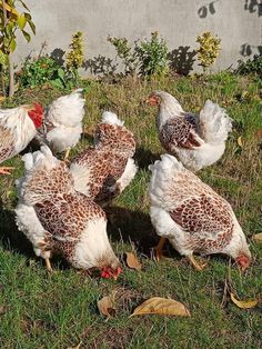 five chickens are standing in the grass together