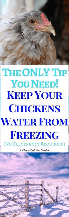 the only tip you need to keep your chickens water from freezing