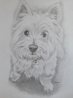 a pencil drawing of a dog's face