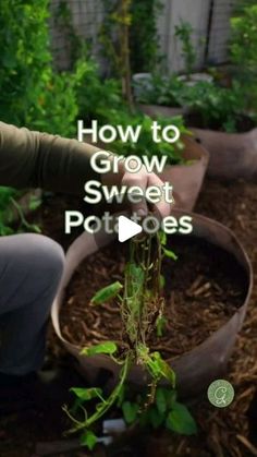 how to grow sweet potatoes in the garden