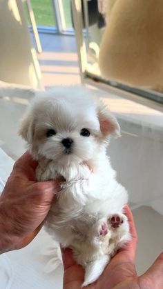 a person holding a small white dog in their hand