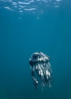 a jellyfish swimming in the ocean with blue water