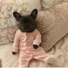 a small black dog sitting on top of a bed next to pillows and pillow cases