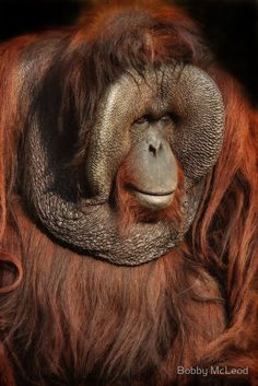 an orangutan with long hair and a smile on its face is looking at the camera