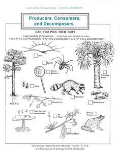 an animal and plants worksheet for kids