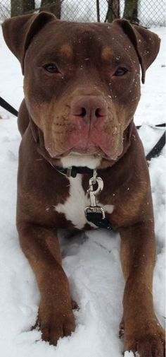 a brown and white pitbull sitting in the snow with its tongue out looking at the camera