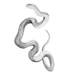 a black and white drawing of a snake with its tail curled up to the side