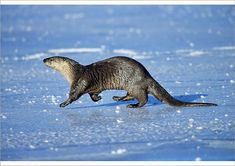 an animal that is walking on some ice in the water and snowflakes are around it