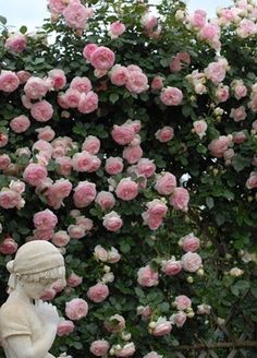 a statue is standing in front of some pink roses