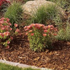 some pink flowers and green plants in the dirt near a large rock with grass growing out of it