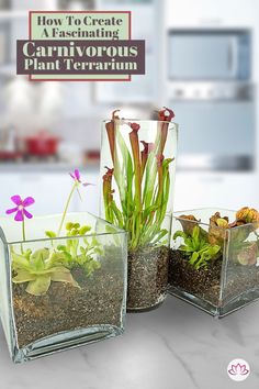 three glass vases filled with plants and dirt