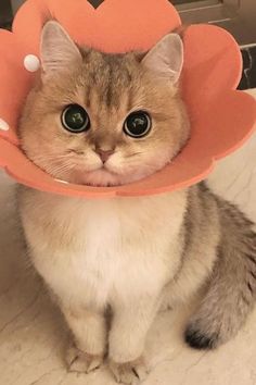 a cat with a hat on it's head