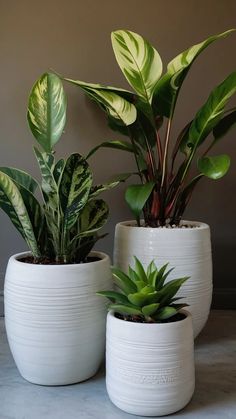 three potted plants sitting on top of a white countertop next to each other