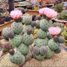 several pink flowers are growing out of the top of a cactus plant in a greenhouse