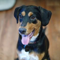 a black and brown dog sitting on top of a wooden floor