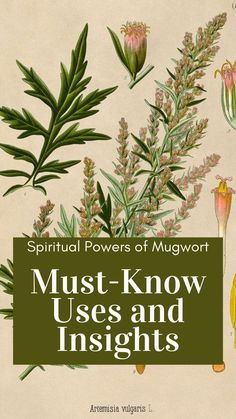 Delve into the mystical world of Mugwort and its spiritual uses! 🍃🌙 Our comprehensive guide uncovers the secrets of this powerful herb, revered for centuries in various magical practices. Discover how to harness its energy for protection, dreams, and divination. Whether you're a beginner or an experienced witch, this guide is an essential resource. Embark on your herbal magic journey - Click to learn more! #MugwortMagic #SpiritualHerbs Green Witchcraft Spells, Green Witchcraft Aesthetic, Witchcraft Plants, Green Witchcraft For Beginners, Witchcraft Altars, Magic For Beginners, Witchcraft Book Of Shadows, Witchcraft Diy, Witch Outfits