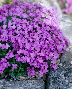 small purple flowers growing out of the ground