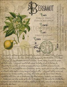 Bergamot - antidepressant that helps with blood circulation Journal Witchcraft, Herbs Witchcraft, Plant Knowledge, Witches Book, Witch Herbs, Magia Das Ervas, Bergamot Orange