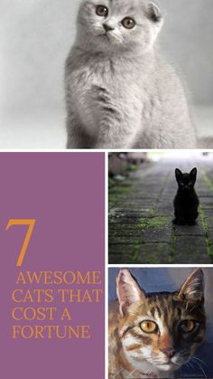 7 Awesome Cats That Cost a Fortune Cute Wallpaper White, Black Cute Wallpaper, Cat Aesthetic Cute