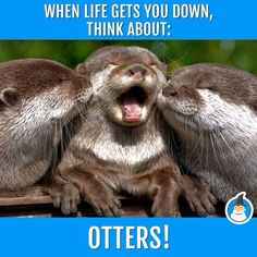 two otters with their mouths open sitting on top of a wooden table in front of trees