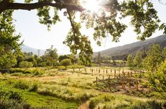 the sun shines brightly over an open field with trees and bushes in the foreground