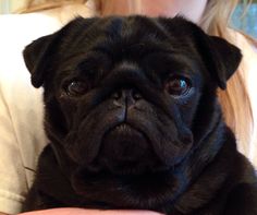 a woman holding a black pug in her arms