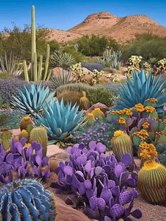 Cactus Landscaping: Vibrant Desert Landscape with Diverse Cacti Desert Plants Landscaping, American Desert, Arizona Decor, Blue Desert, Courtyard Ideas, Landscape Curbing