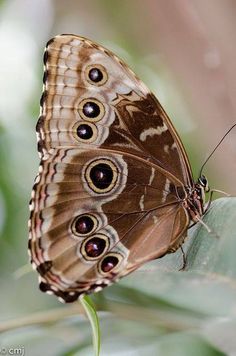 a brown and white butterfly sitting on top of a leaf