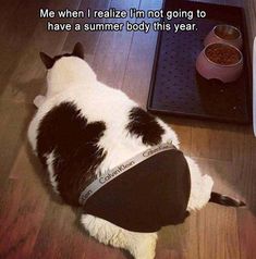 a black and white cat laying on top of a wooden floor next to a bowl of food