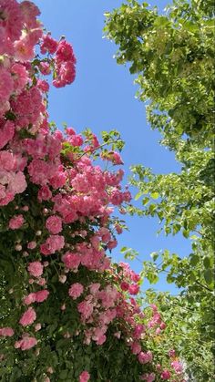 pink flowers are blooming on the side of a building with trees in the background