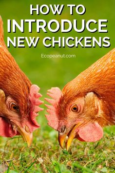 two chickens with the words how to introduce new chickens in front of them on green grass