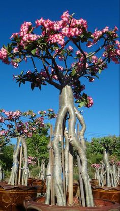 a tree with pink flowers growing out of it's trunk in front of other trees