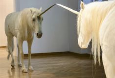 two white horses standing next to each other on a hard wood floored flooring