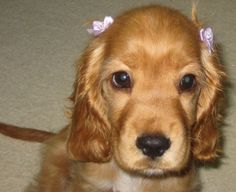 a small brown dog sitting on top of a carpet