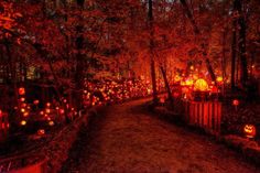 a path with lots of pumpkins lit up in the woods at night, surrounded by trees and bushes