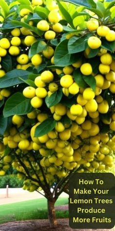 how to make your lemon trees produce more fruits