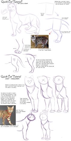 an image of how to draw cats in the style of cartoon character poses and expressions