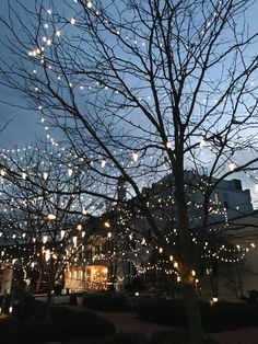 a tree with lights hanging from it's branches