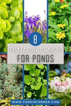 different types of plants with the title 8 trailing plants for ponders on top of them