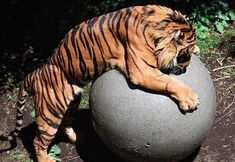 a tiger laying on top of a large ball