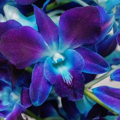 purple and blue flowers with green stems