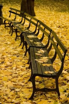 there are many benches in the park with yellow leaves on the ground and one bench is empty