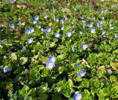 small blue flowers are growing in the grass